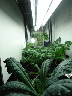 Why We Grow Kale In Our Basement