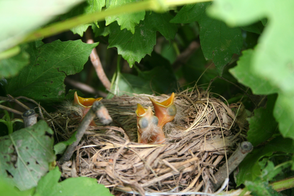 Baby Robins nestlings Credit Bill and Vicki T cc by 2.0(1)