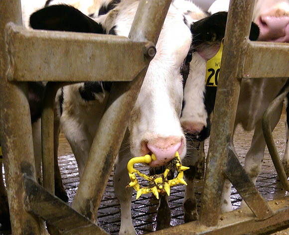 A spiked ring was fastened to this calf’s nostrils to prevent nursing. Rings were sometimes screwed on so tightly and left on for so long that they pierced the tissue between the nostrils. 