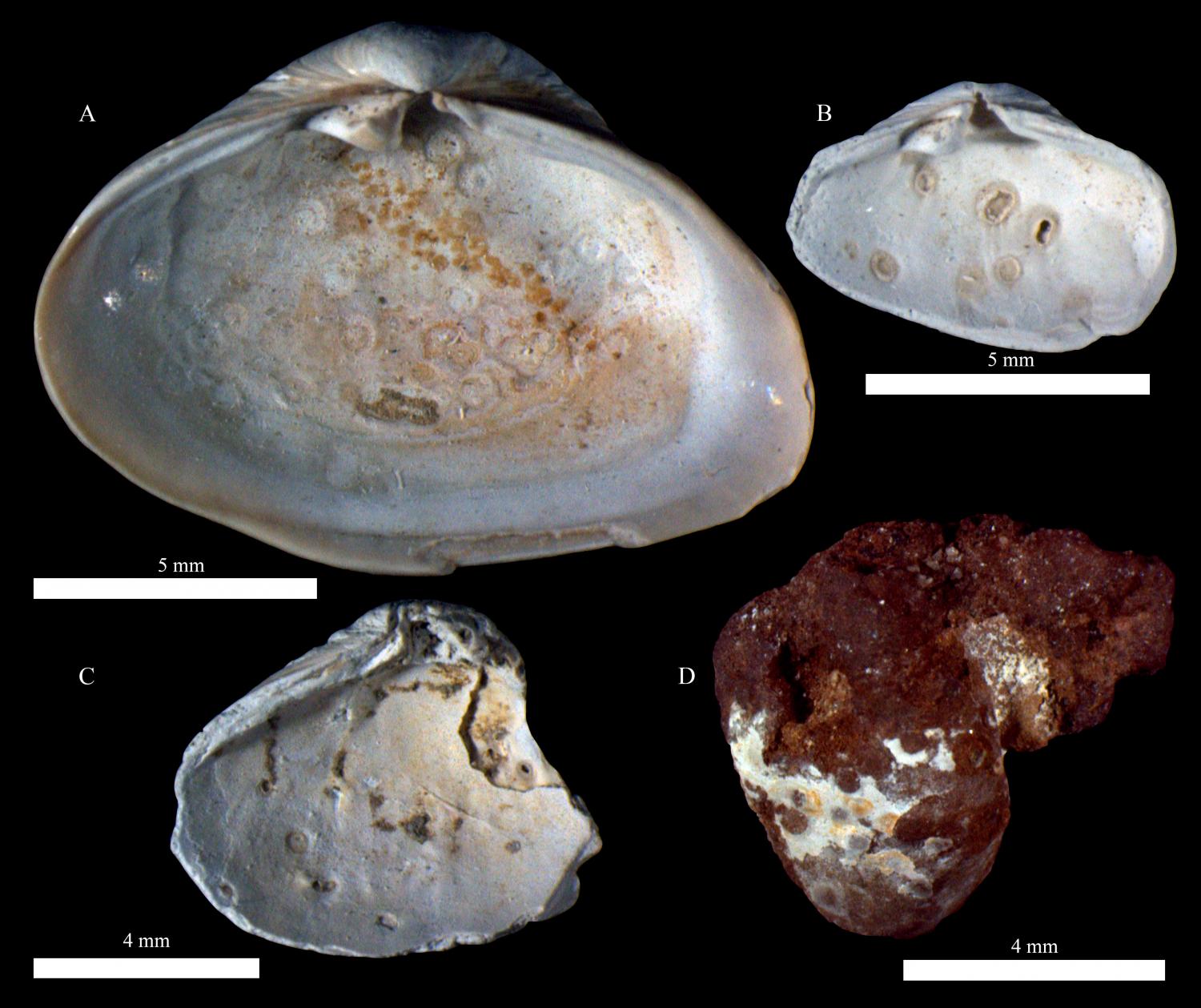 ancient-fossils-reveal-potential-risk-of-rise-in-parasitic-infections-due-to-climate-change