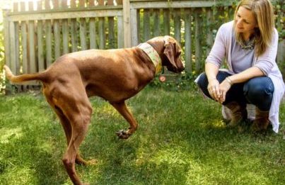 The Beautiful and Amazing One-Legged Dog Adoption Story That Came From A Listing On Our Newsletter