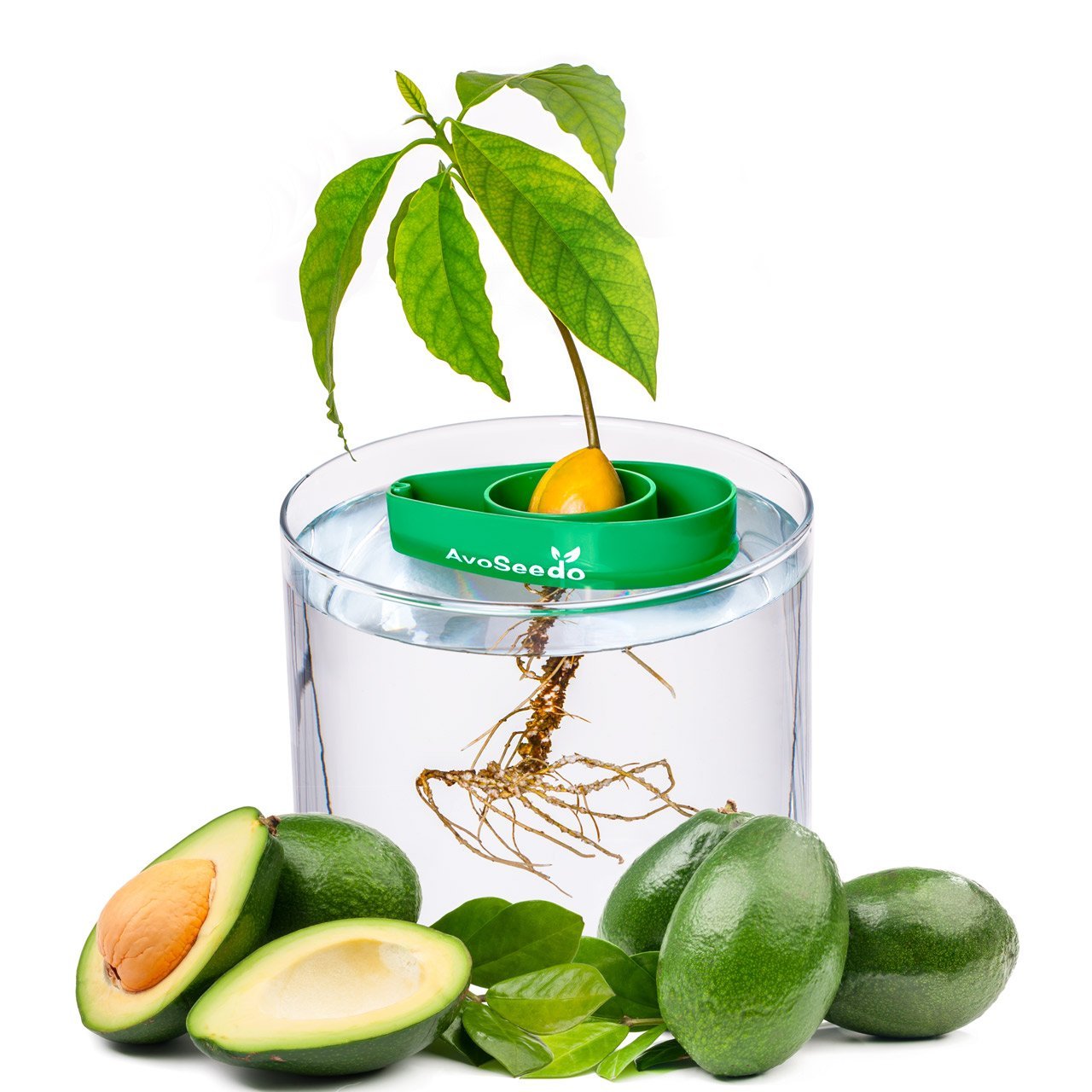 Perfect Avocado Tree Growing Kit for Every Avocado Lover, $10 @amazon.com