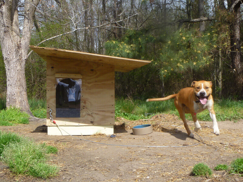 Sponsor a dog house for a poor or homeless dog, $265 @peta.org