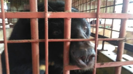 Animals Asia Rescue Frees Bears Who Spent 21 Years Trapped On A Bile Farm