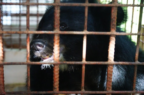 Animals Asia removed Star bear from this rusty cage. The bears are now on their way to the organization’s sanctuary in Vietnam.