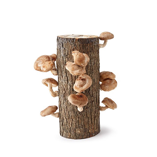 Shiitake Mushroom Log Kit, $30 @uncommongoods.com