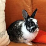 How My Pet Bunny Helped Launch A Knitwear Line