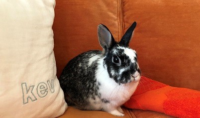 How My Pet Bunny Helped Launch A Knitwear Line