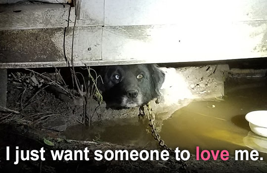 Sponsor a dog house for a dog in need this Valentine's Day!
